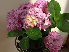 -秦美花卉(天朗·莱茵小城2期店)