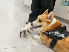 -谐和益家动物医院·免疫绝育·血液透析·宠保定点医院(高新伊藤分院)