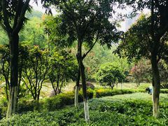 -龙头寺公园