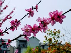 -径山花海