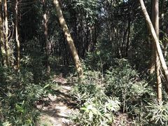 -黄埔油麻山森林公园