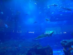 -迪拜水族馆及水下动物园