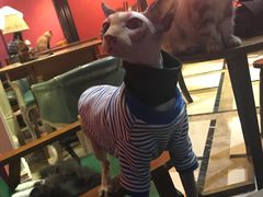 -猫色咖啡·猫咖