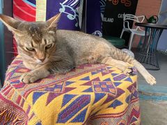 -喵屿·大理花园猫咖