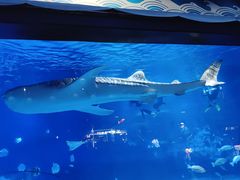 -烟台海昌鲸鲨海洋公园