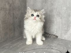 -小猫来了·猫舍(红山六九七九店)
