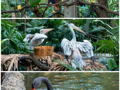 -广州长隆野生动物世界