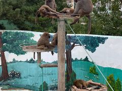 -西霞口神雕山野生动物世界