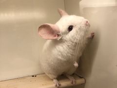 -龙猫仔乐园(惠福东路店)