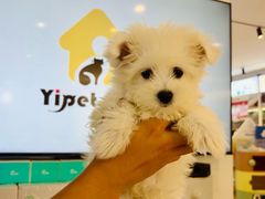 -翊宠yipet猫狗购宠庄园犬舍•猫舍