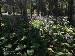 -黑龙江省森林植物园