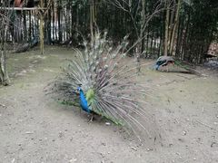 -贵州森林野生动物园