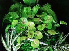 -比格比萨自助(花园路店)