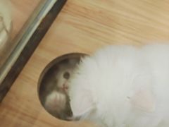 -袖虎·猫馆(体育西路店)