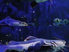 -江和美海洋公园