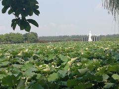 -荷塘月色湿地公园·向阳花洲