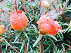 -雨花胜境