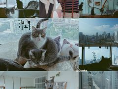 -Catmate·猫肥家润(金润铂宫店)