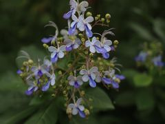-莲花山公园