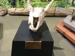 -陕西自然博物馆