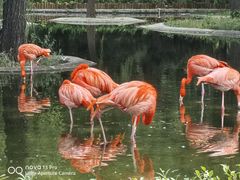-石家庄市动物园