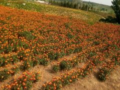 -北纬44度·金珠花海休闲农业旅游景区