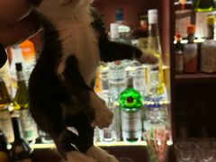 -瑞派康怡24h宠物医院·犬猫医疗中心·微创绝育(瑞景分院)