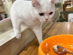 -猫小院猫主题餐厅(南锣旗舰店)