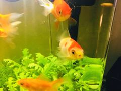-花鸟鱼虫鲜花绿植市场(玉泉路店)
