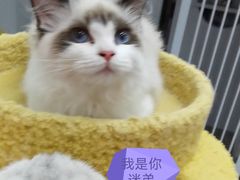 -欣宠猫屋·矮脚拿破仑·蓝金金渐层