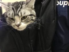 -伟伟宠物医院·CT影像中心·瑞派犬猫综合性门诊(汉口总院)