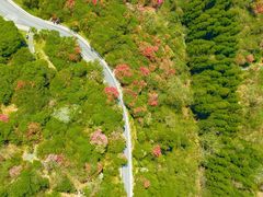 -贵州百里杜鹃风景名胜区