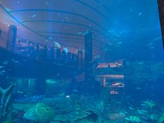 -亚特兰蒂斯•OSSIANO奥西亚诺海底餐厅