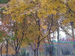 -大兴滨河森林公园