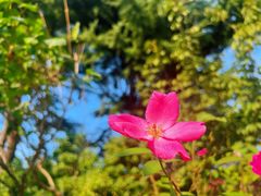 -蓬莱阁景区