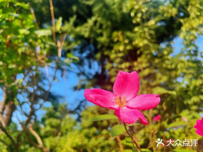蓬莱阁景区图片