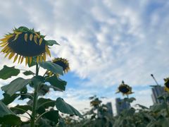 -光明小镇欢乐田园