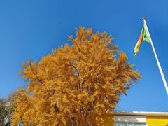 -三里屯东五街银杏大道