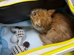 -中农国际动物医院24小时·猫科·骨科·急重症中心