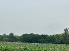 -东郊湿地公园