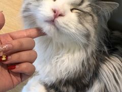 -猫腻·猫咖·撸猫馆(星光大道店)
