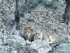 -大连森林动物园