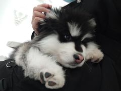 -Let's go狗咖·猫咖·奶狗·桌游(春熙路IFS店)