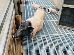 -北京鹿世界主题园