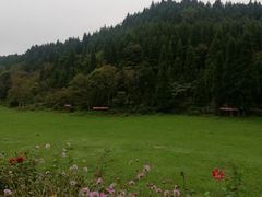 -武陵山森林公园