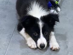 -严国平动物医院(德政总院)