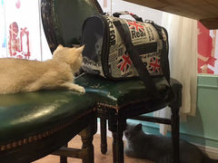 -猫小院猫主题餐厅(三里屯店)
