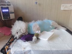 -北京观赏动物医院·24小时大型综合·猫专科·异宠专科