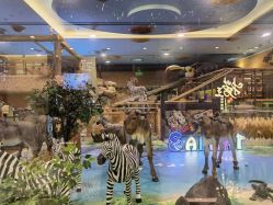 -卡通尼·Safari非洲探索乐园·生日会(金桥国际商业广场店)