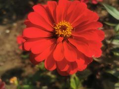 -西京湾花海